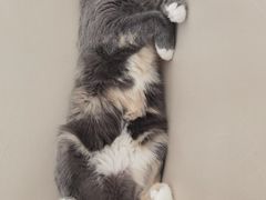 -鼓捣猫呢主题猫咖店