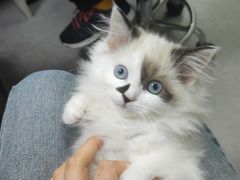 -安安宠医·安宠宠物医院