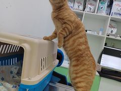 -汪喵宠物医院·骨科心脏影像·犬猫急重症ICU诊疗中心(成华分院)