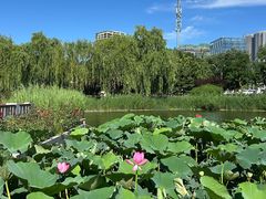 -西海子公园