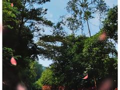 -广州白江湖森林公园