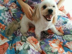 -喵宠乐园·撸猫互动·猫舍