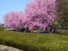 -淄博花灯齐彩城