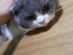 -李小姐の猫咖啡馆(五角场店)
