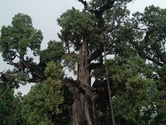 -黄帝陵