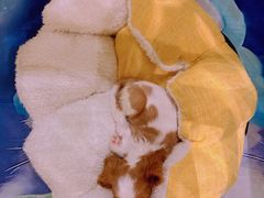 -momokira米努特·德文卷毛猫·棉花面纱犬
