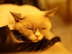 -有喵·猫咖·狗咖·30几只猫10只小狗(岗厦店)