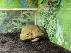 -上海大自然野生昆虫馆