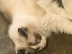 -猫猫幼稚园·撸猫·桌游·电玩