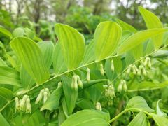-昆山城市生态森林公园