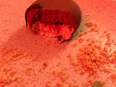 巧克力蛋糕-纽约咖啡馆