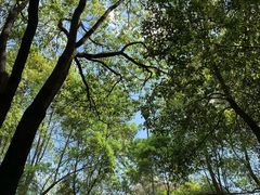 -铁山坪森林公园