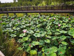 -羊亭河湿地公园