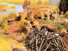 -陕西自然博物馆