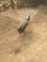 -萌宠亲子动物乐园(槐房万达店)