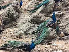 -栾川竹海野生动物园