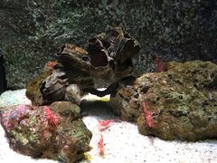 -暹罗海洋世界