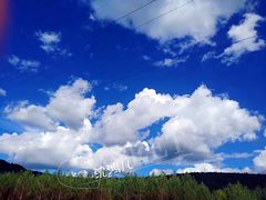 -五营红松林海景区