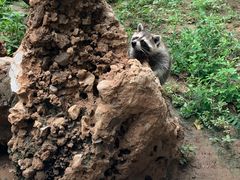 -石家庄市动物园