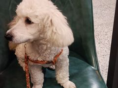 -宠颐生嘉德动物医院