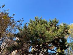 -护国法轮寺