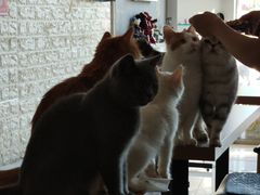 -平行世界·猫咖(首经贸店)
