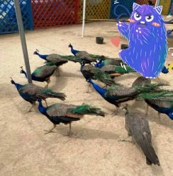 -萌宠亲子动物乐园(槐房万达店)