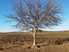 -塞罕坝国家级自然保护区