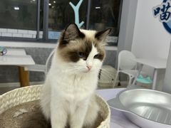 -喵的天空名猫咖啡馆·撸猫·猫舍·用品