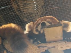 -Zoolung Zoolung动物主题公园(海信广场店)