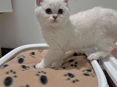 -lincat·猫舍(广州店)