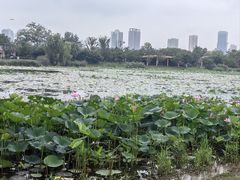 -澹台湖公园