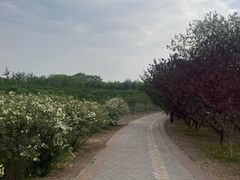 -永定河休闲森林公园