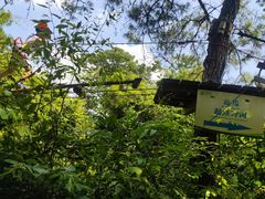 -芦仙山景区-飞越丛林探险乐园