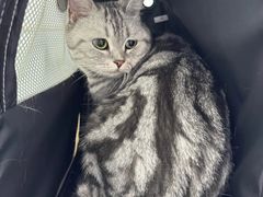 -纳吉亚猫专科动物诊疗中心(蒋宅口分院)