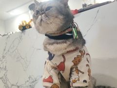 -楼上猫咖(罗湖店)