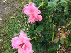 -亚龙湾国际玫瑰谷