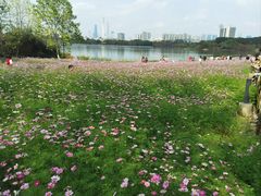 -海珠湖公园