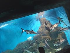 -石家庄海洋公园
