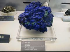 -中国地质博物馆