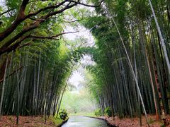 -同里国家湿地公园