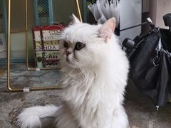 -喵屿·大理花园猫咖