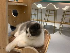 -飞行喵MR PILOT|猫舍·猫咖(静安大融城店)
