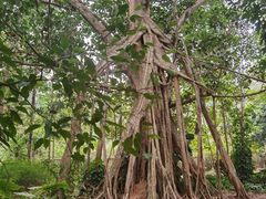 -中国科学院西双版纳热带植物园