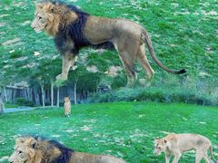 -北京野生动物园