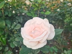 -人民公园(罗湖区)