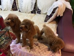 -瑞派福兴宠物医院犬猫全科·骨科·中西医结合(河东店)