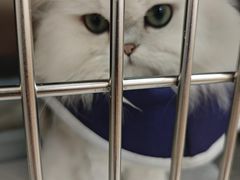 -瑞派康怡24h宠物医院·犬猫医疗中心·微创绝育(瑞景分院)