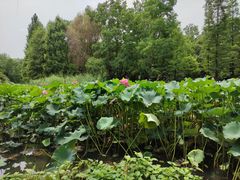 -洛阳市隋唐城遗址植物园