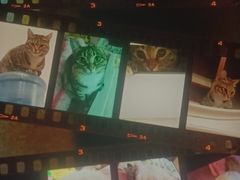 -肖记公安牛肉鱼杂馆·省级非物质文化遗产(三角路直营店)